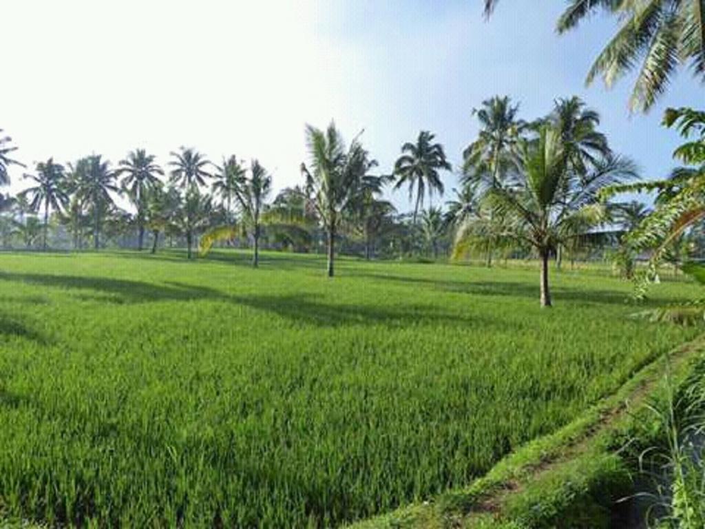 Tereng Wilis Bungalows Tetebatu Exterior foto